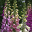 Thumbnail: Foxgloves