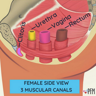 Will I Pee or Poop If I Relax My Pelvic Floor Muscles?