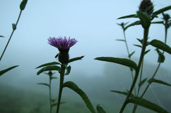Thistle in the mist