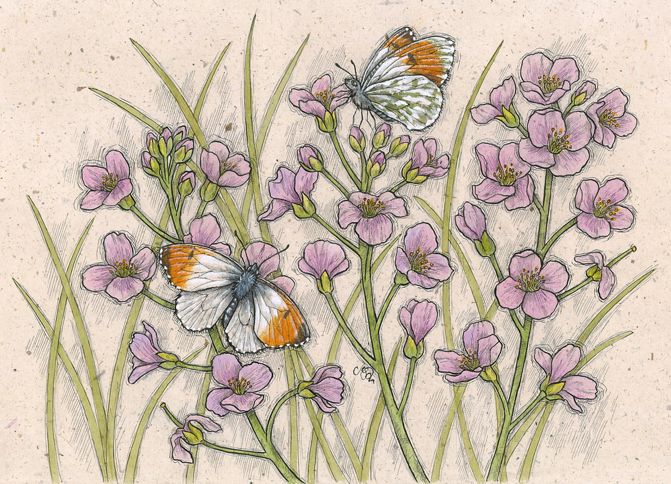 Orange Tips and Cuckoo Flowers