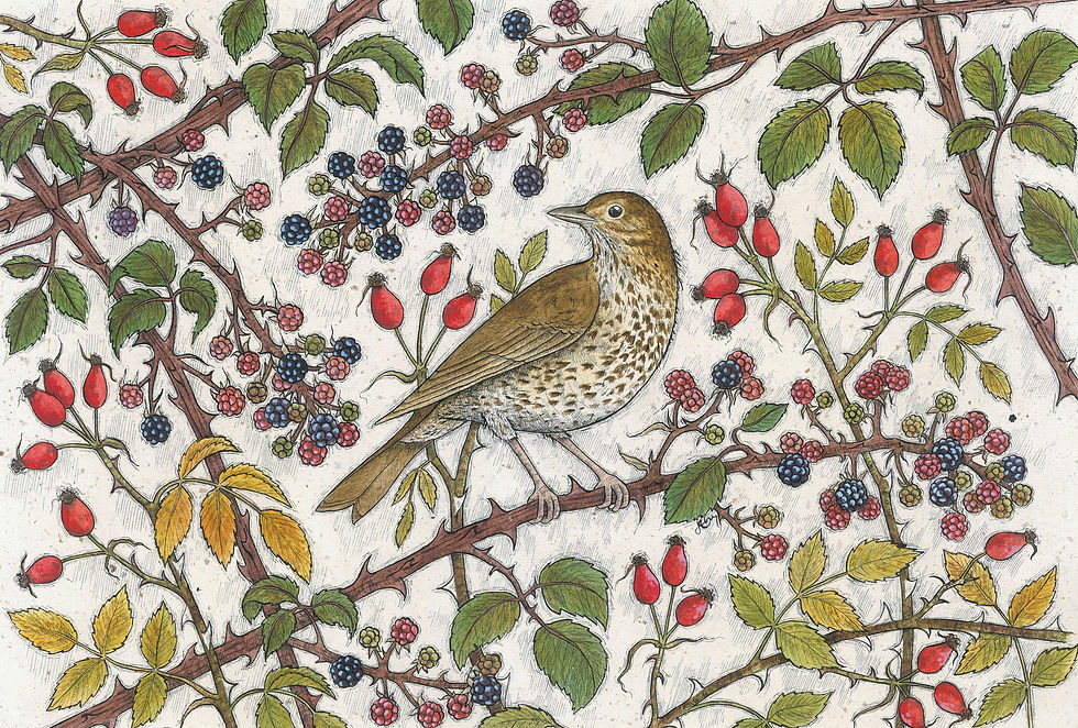 September Song Thrush