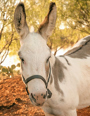 donkey 2b websize_edited.jpg