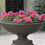 Thumbnail: Medici Planter, Large (Oval)