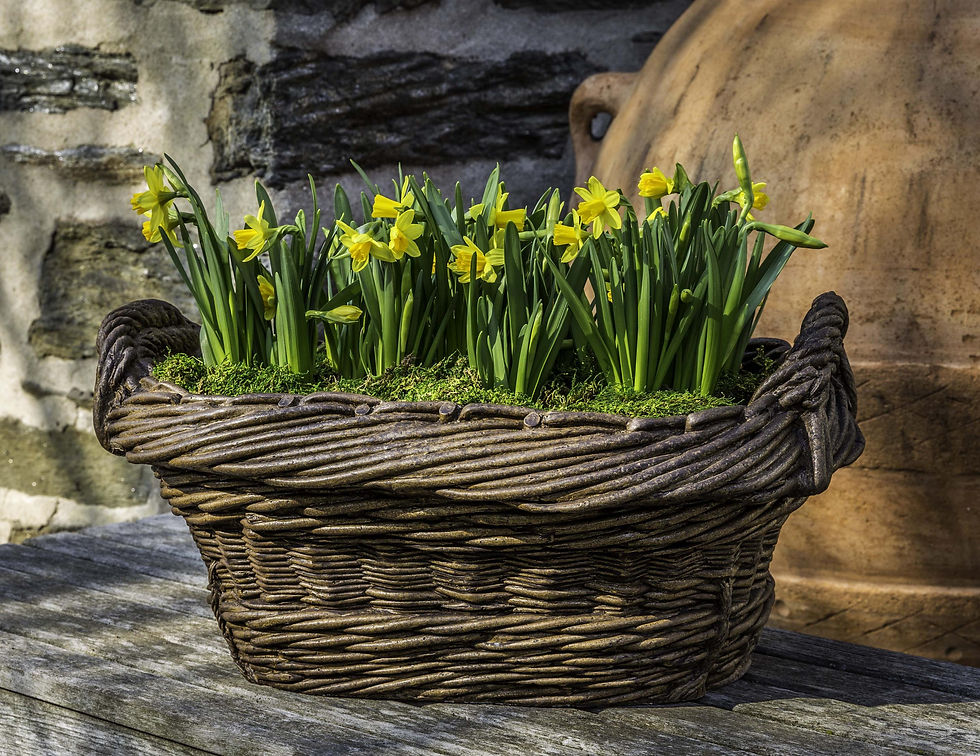 Olive Harvest Basket