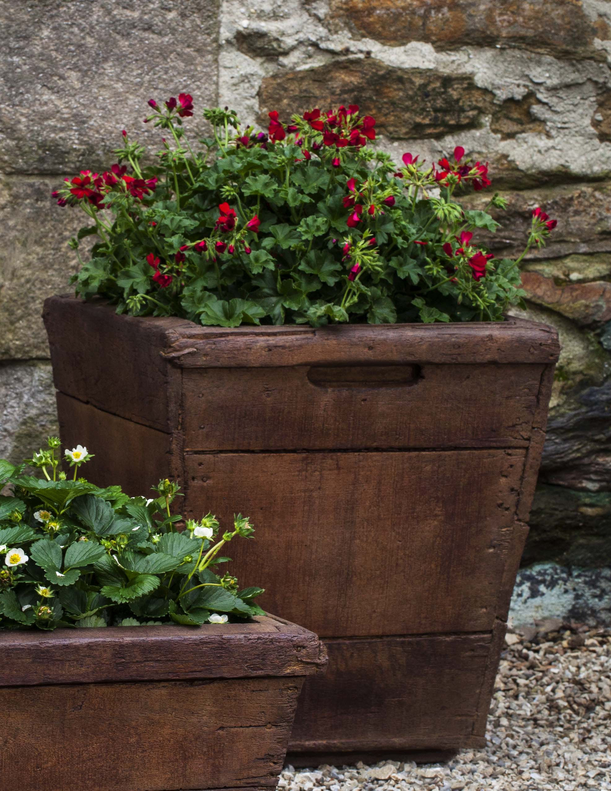 Medium Vendange Planter
