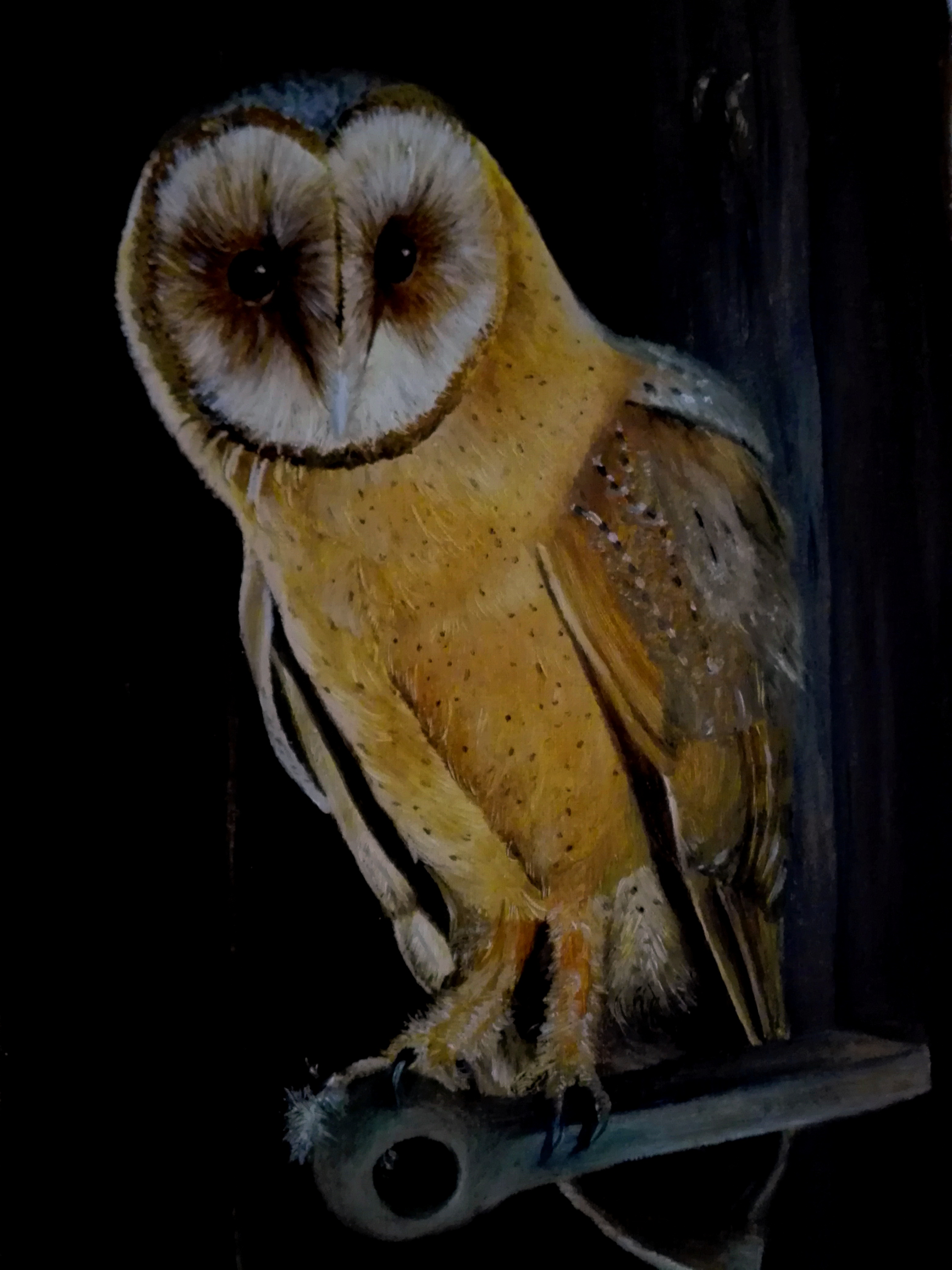 Owl in Oil (30x20) Öl auf LW