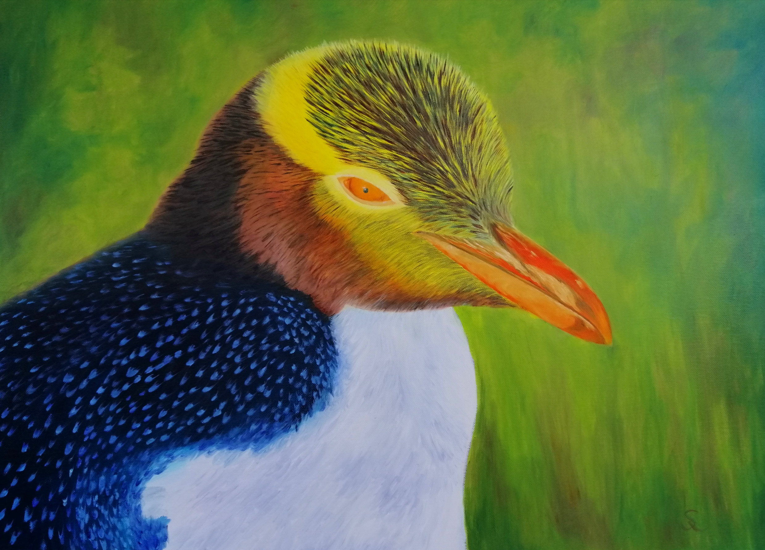 Gelbaugenpinguin