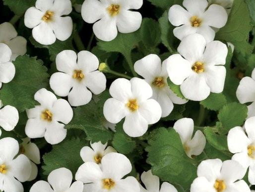 A Bacopa Monnieri funciona como nootrópico?