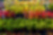 trees and shrubs