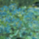 Blue Muffin Viburnum