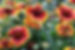 flower perennials