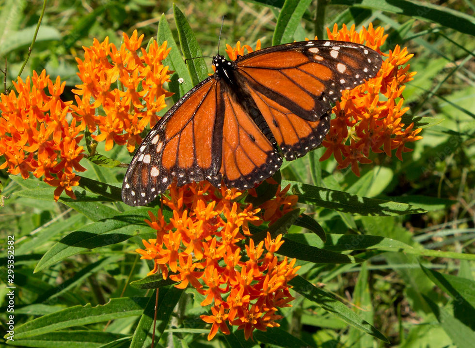 Asclepias Tuberosa