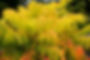 Rhus Tiger Eyes