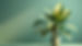 houseplant 
