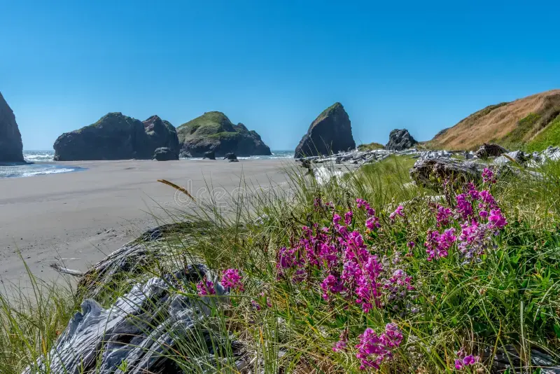 sunny day OC flowers.webp