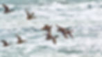 ducks over ocean.jpg