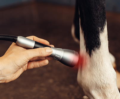 Pferd erhält Lasertherapie mit Laser Klasse 4