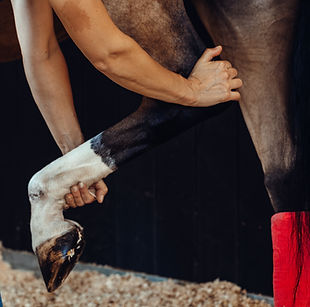 Pferd erhält Physiotherapie am Hinterbein