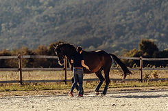 Pferd wird an der Hand trainiert