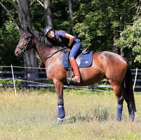 Pferd wird geritten