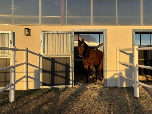 Pferd blickt auds Box auf Paddock