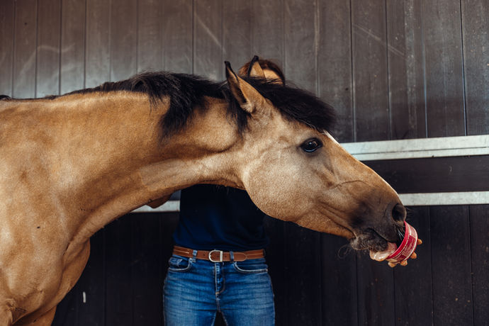 Pferd wird physiotherapeutisch behandelt