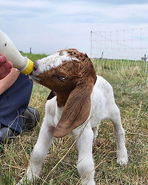 Baby goat drinking from bottle in field, Goat Meat Direct Sal.