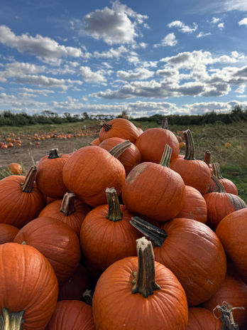 Homegrown pumpkins for delivery in Walworth County, WI
