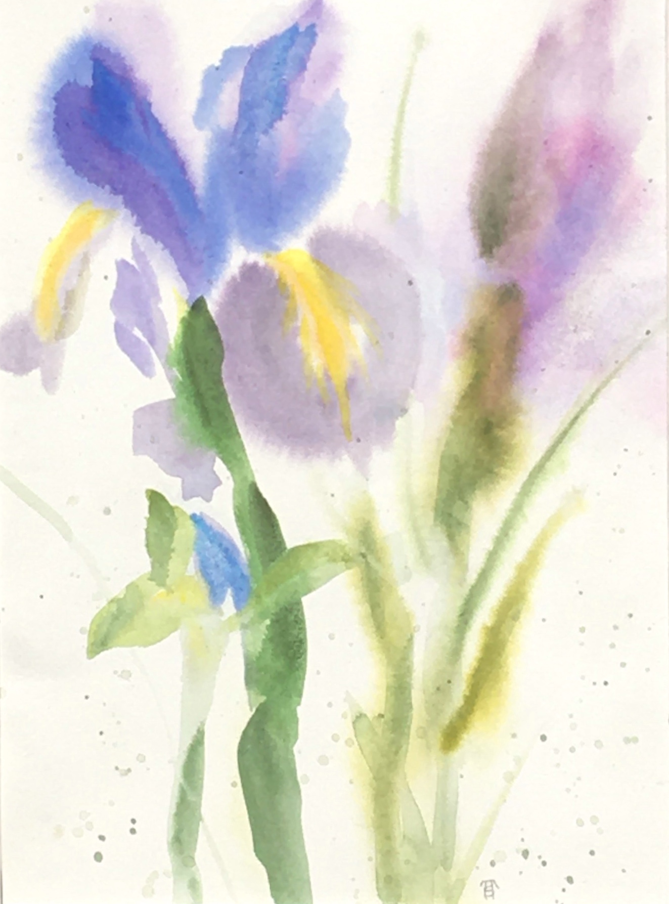 Foggy Iris