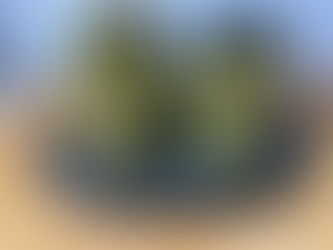 זיתים מחורצים כבושים פיקנטיים בניחוח טימין