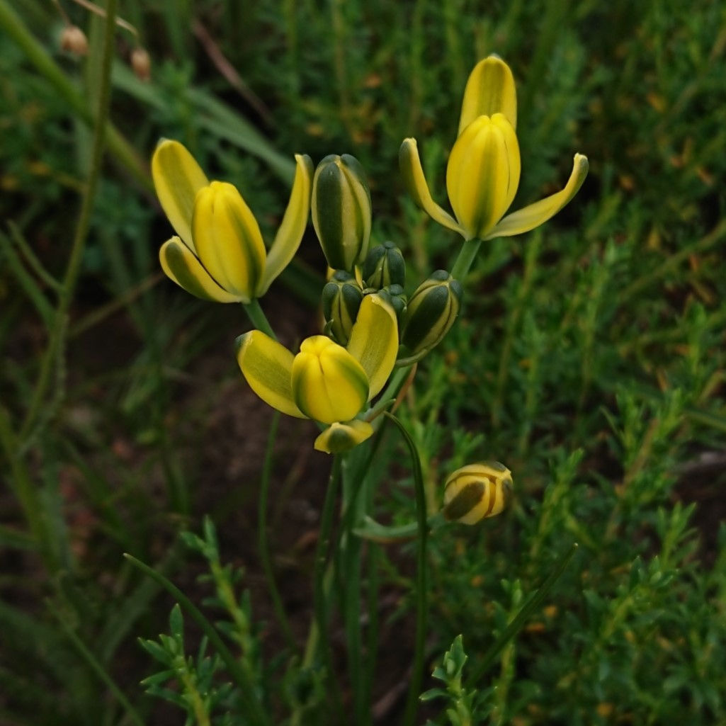 Albuca rupestris