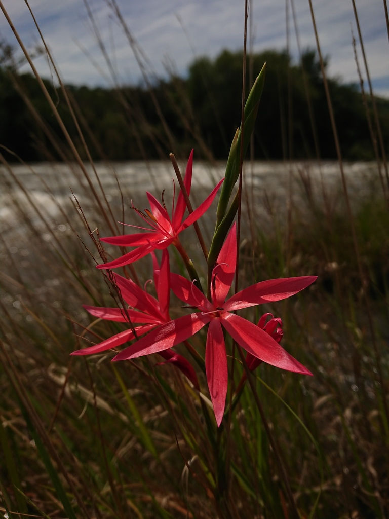 Hesperantha coccinea