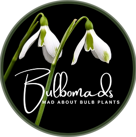 Bulbomads Logo.png