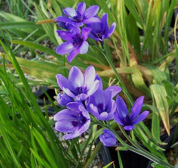 Babiana angustifolia