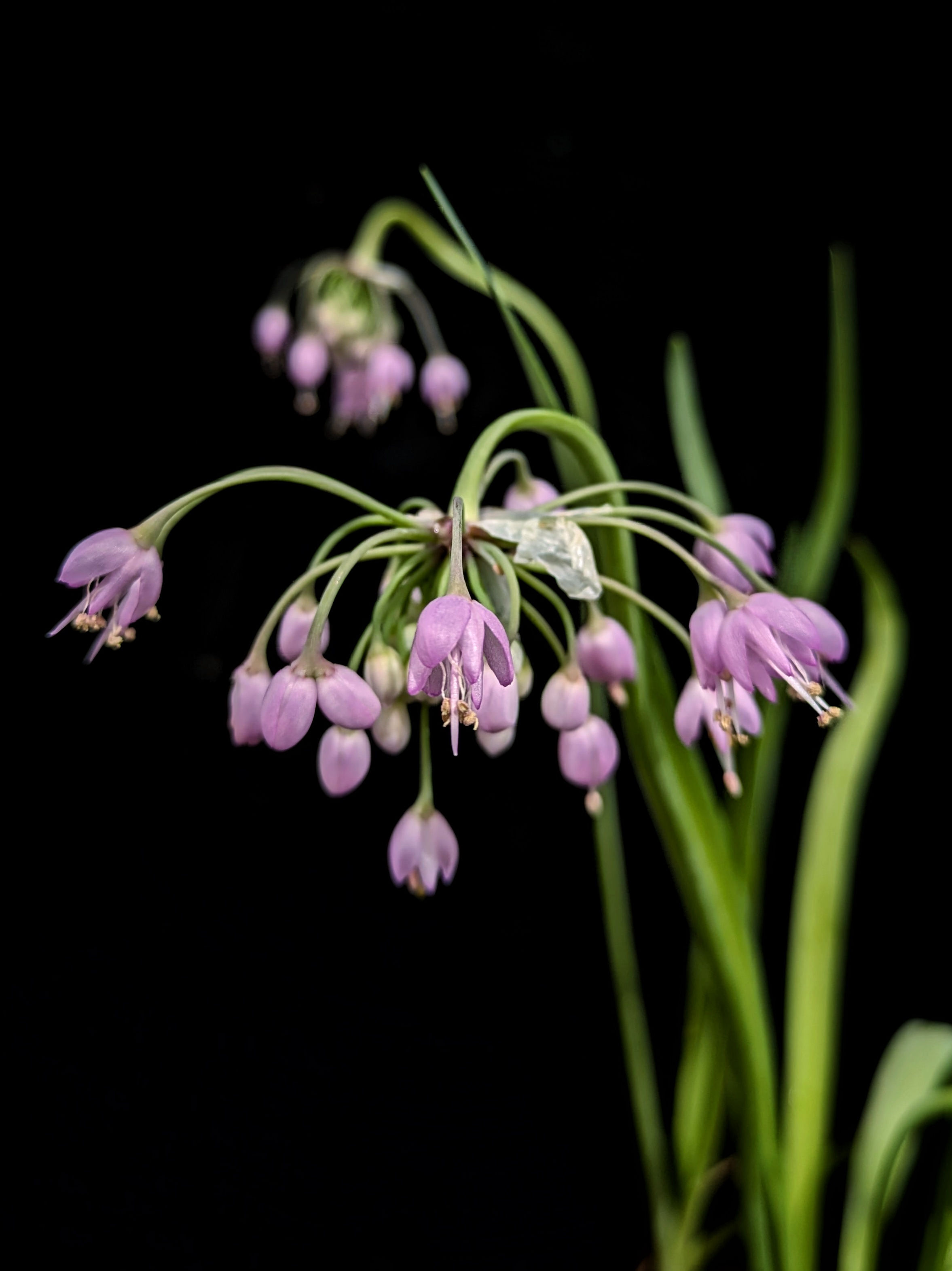 Allium cernuum