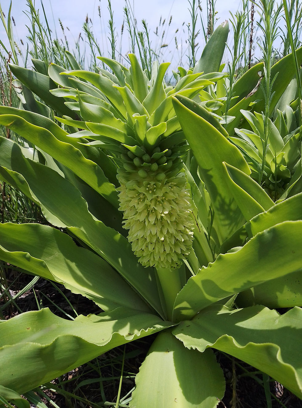 Eucomis autumnalis