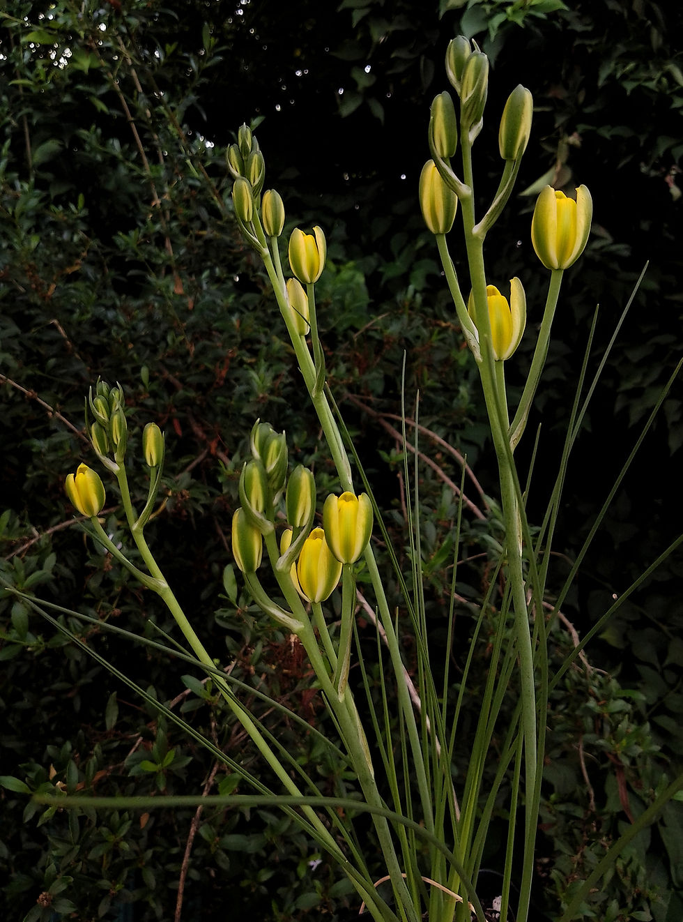 縮圖：Albuca rupestris