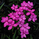 Rhodohypoxis 'Pinkeen'.jpeg