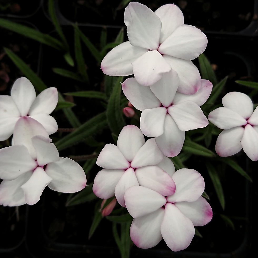 Rhodohypoxis 'Dawn' (super size flowers with pink edge shading)