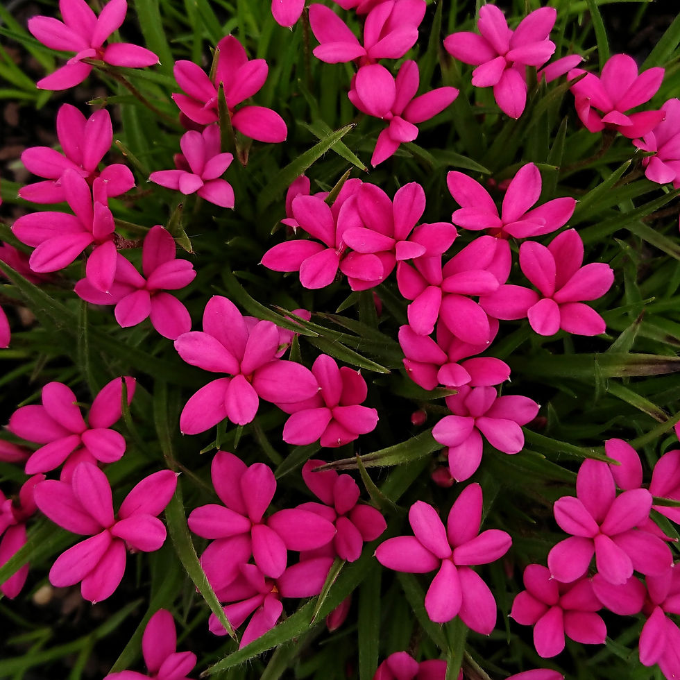 Rhodohypoxis deflexa