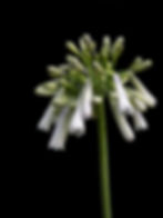 Agapanthus inapertus Summer Mist