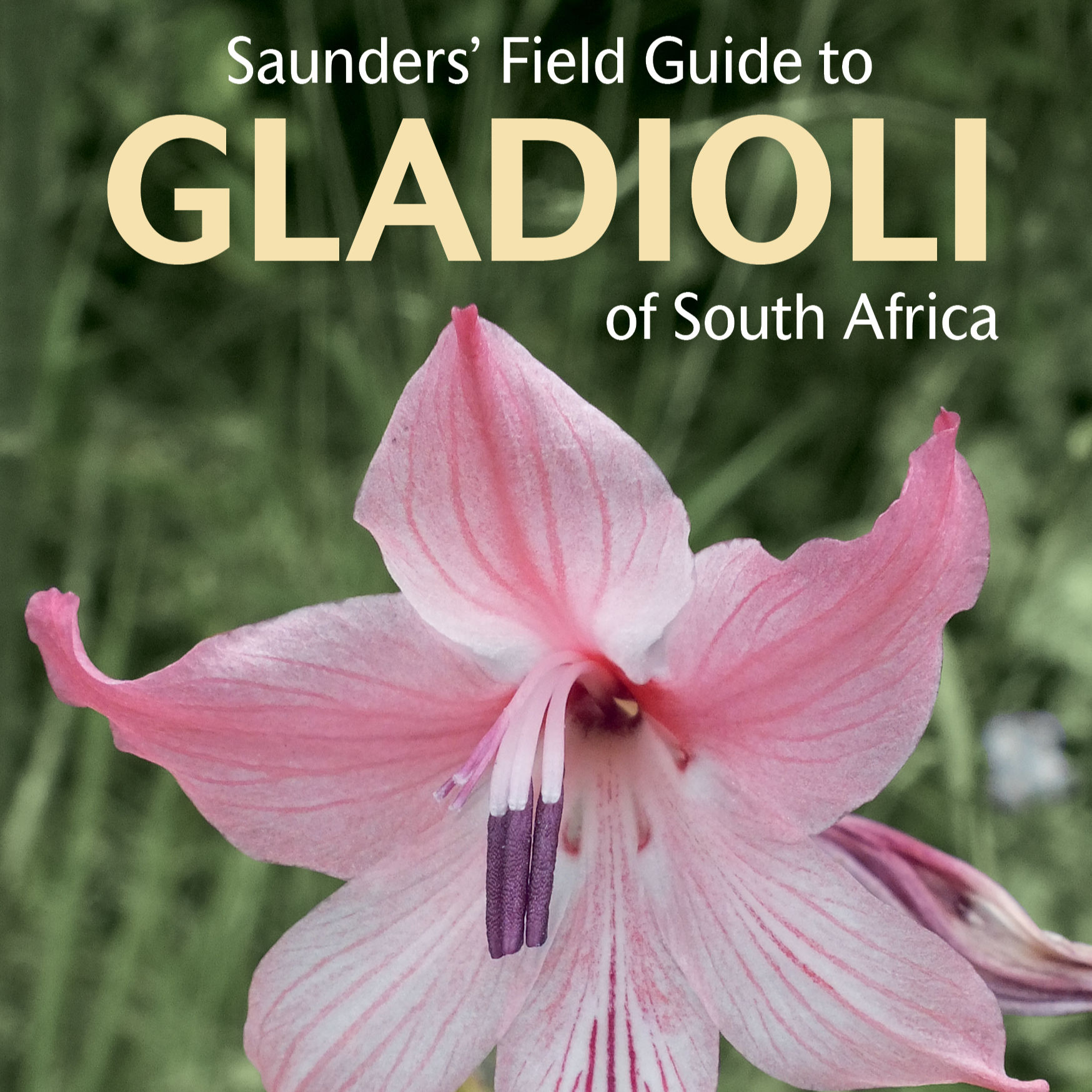Saunder's Field Guide to Gladioli of South Africa