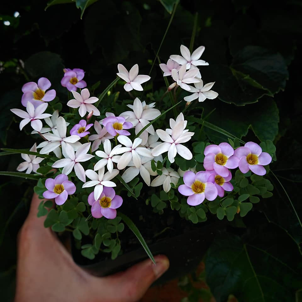 Rhodohypoxis baurii var platypetala & Oxalis obliquifolia