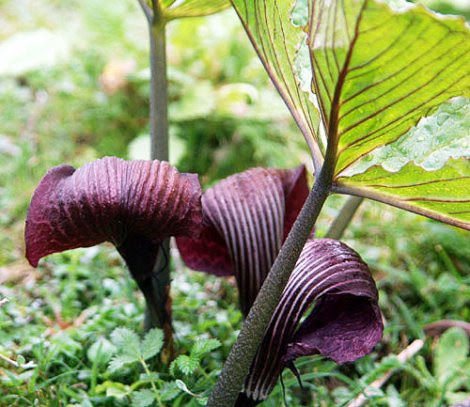 x Arisaema utile (cooler summer temps)