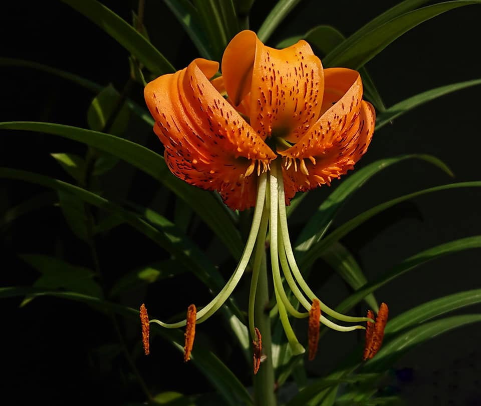 Lilium henryi