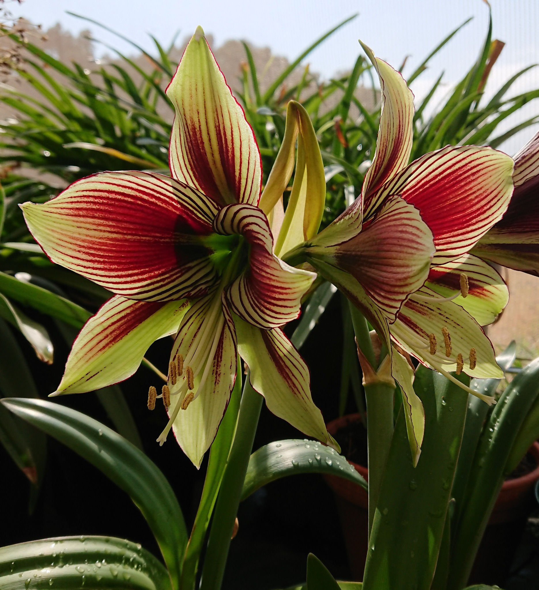Hippeastrum papilio