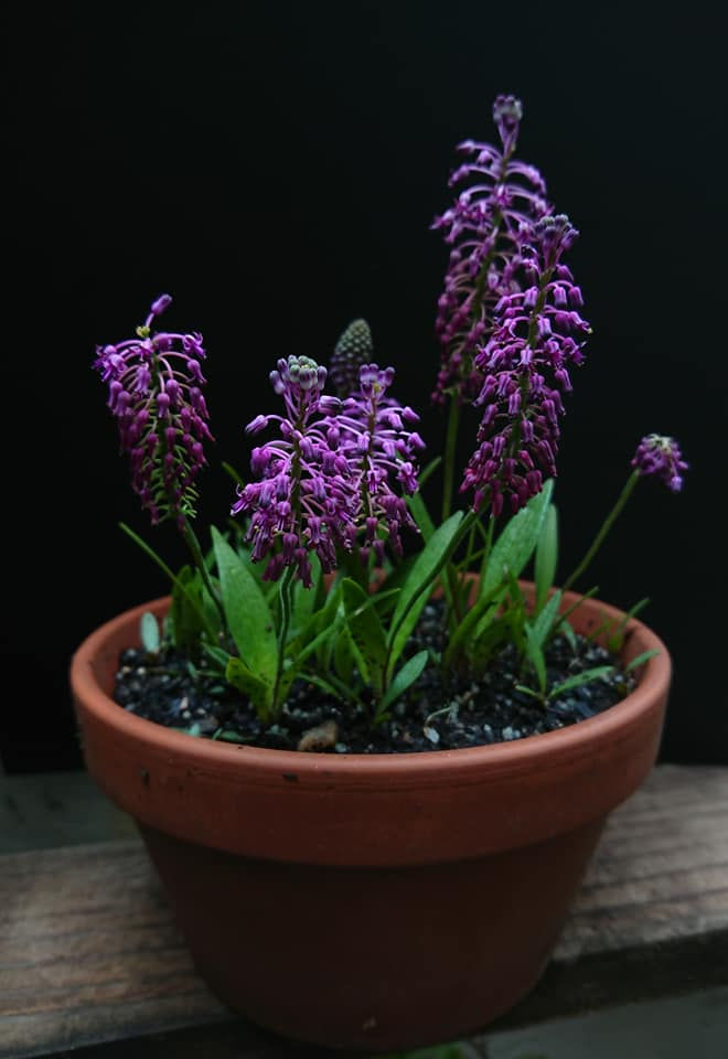 Ledebouria lepida