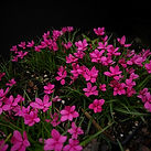 Rhodohypoxis deflexa