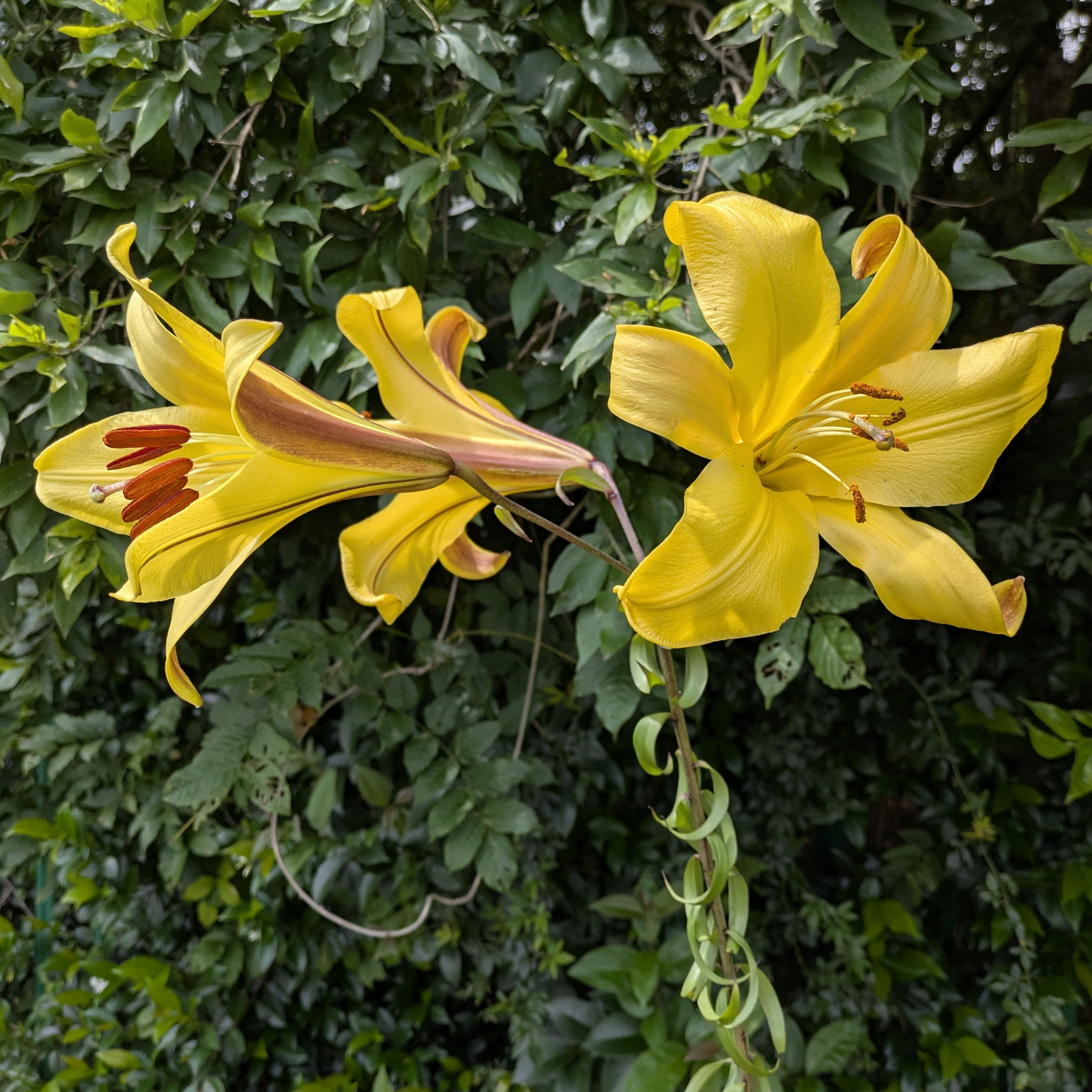 Lilium 'Golden Splendour'