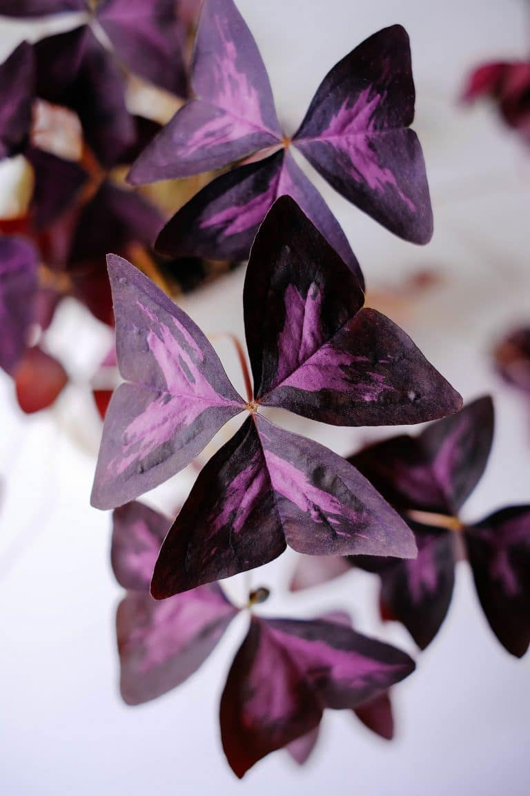 Oxalis triangularis